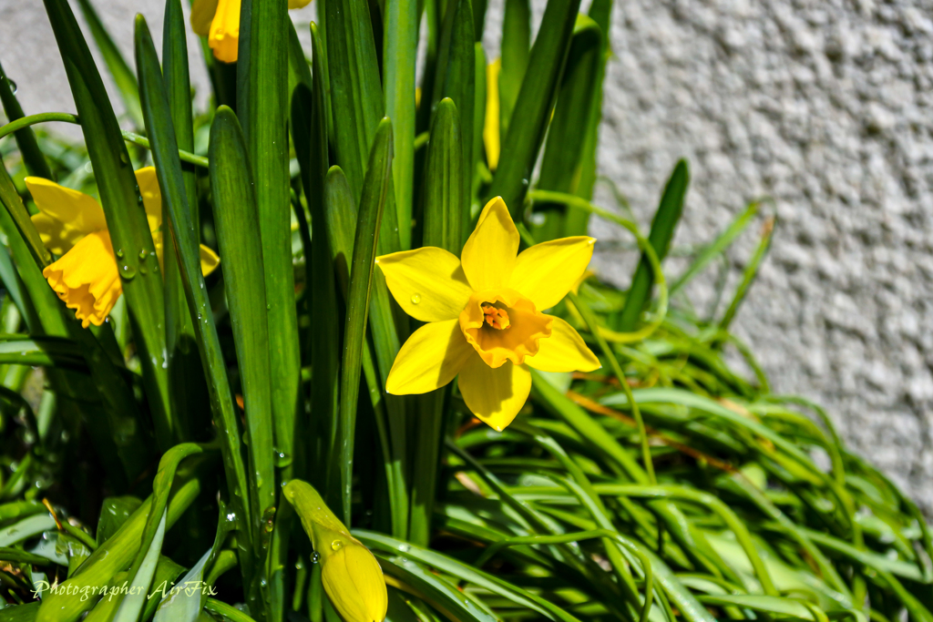 My-Home Flower 2