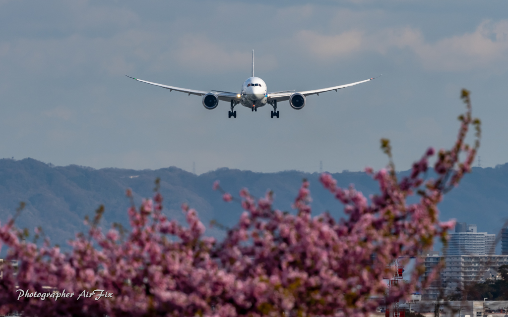 梅に鶯、桜にB8・・-('◇')ゞ