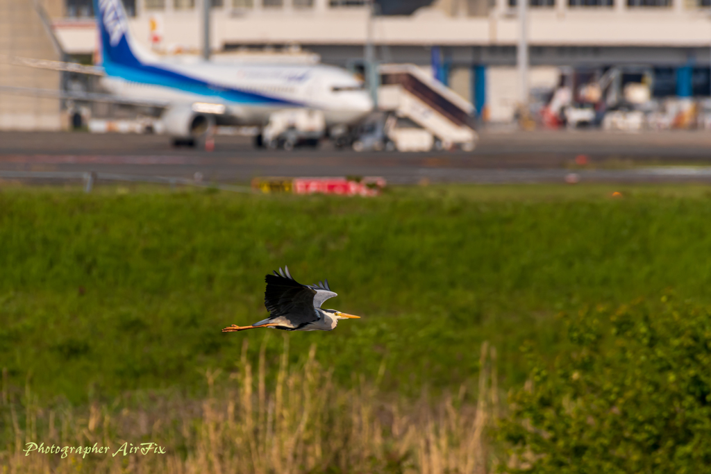 猪名川の鳥さん（アオサギ）