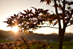 夕日