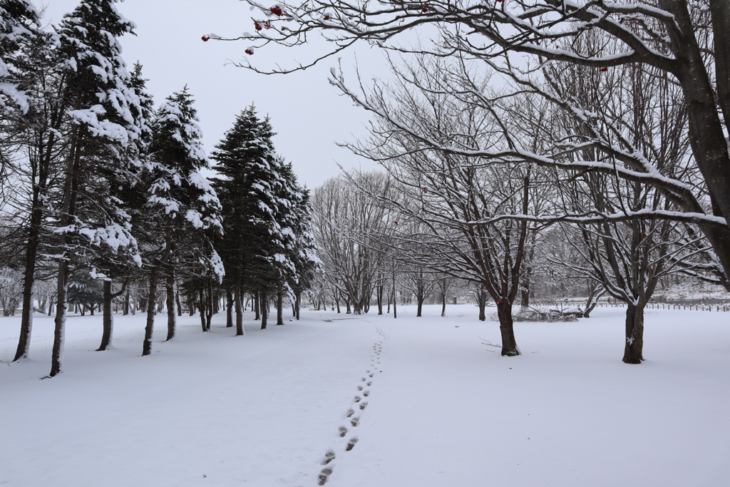 足あとを楽しむ