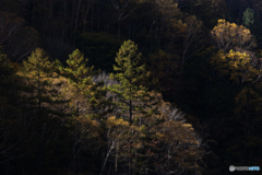 紅葉の始まり