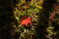 紅葉
