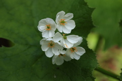 上高地　サンカヨウの花