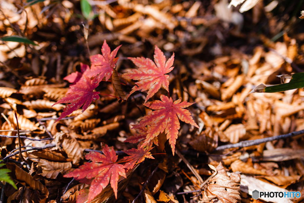 小さな紅葉