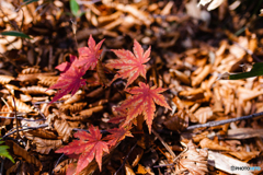 小さな紅葉