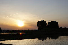 _DX33385