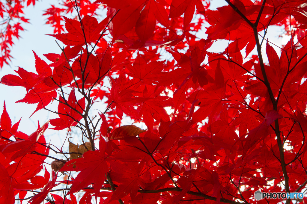 紅葉！