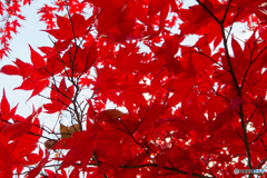 紅葉！