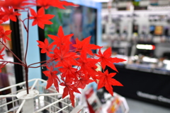 ヨドバシ店内の紅葉