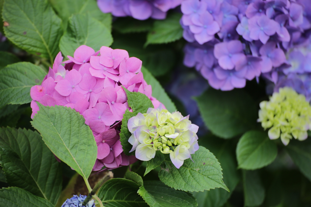 6月の花