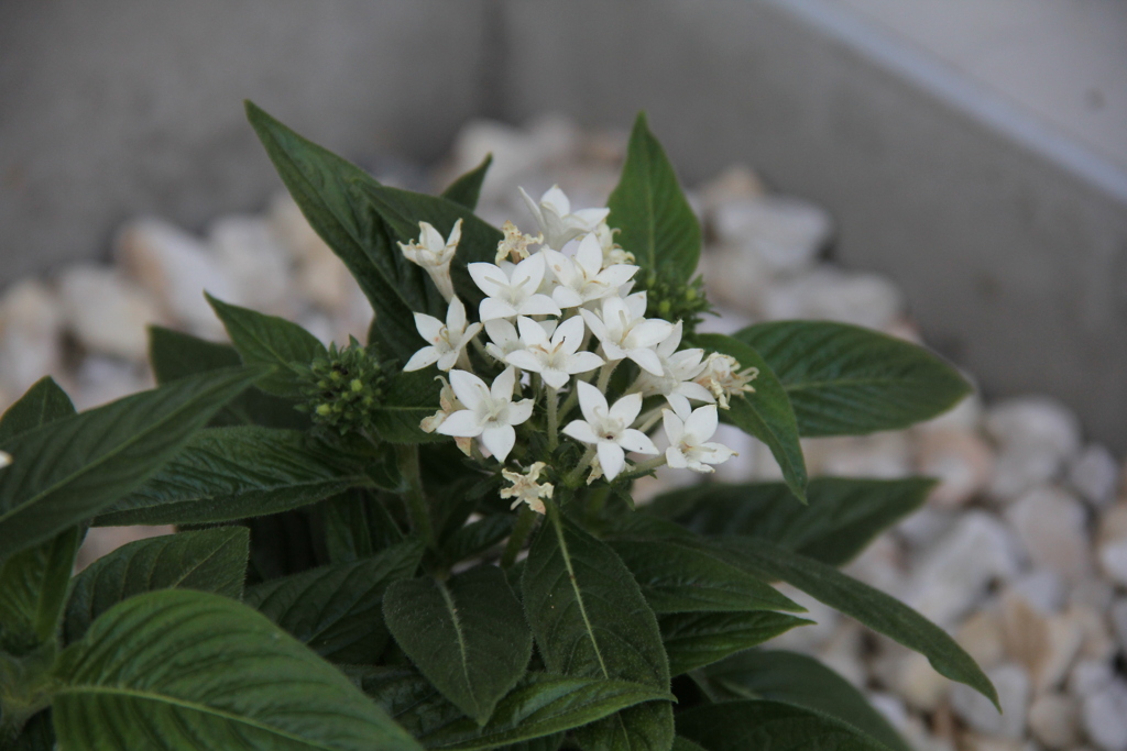 小花