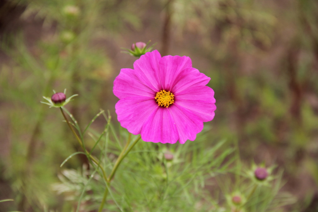花