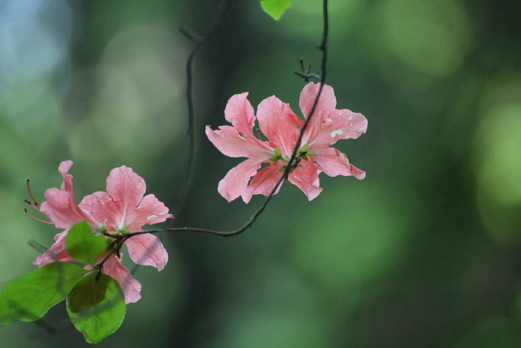山花