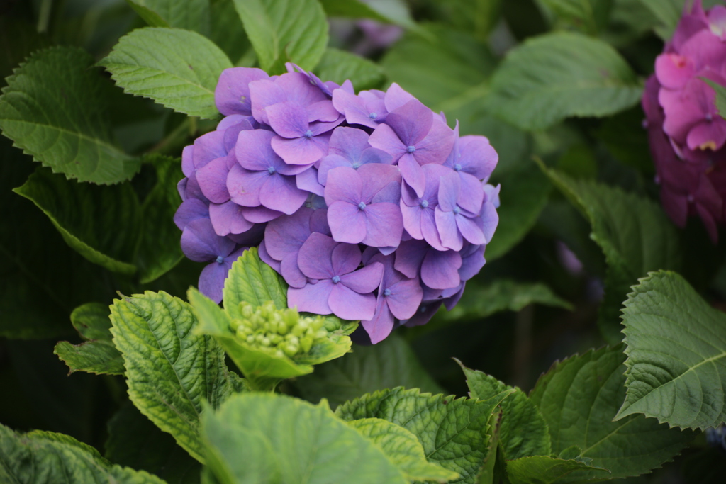 6月の花