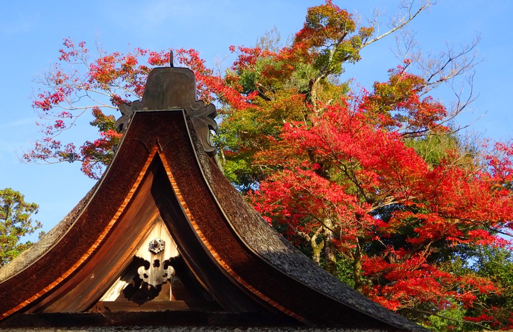 紅葉が顔を出す