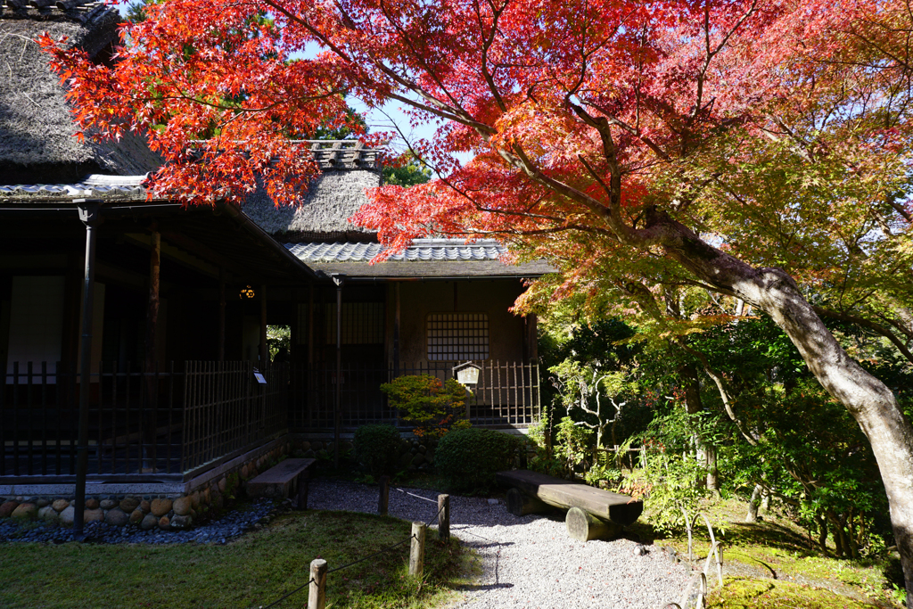 吉城園の紅葉