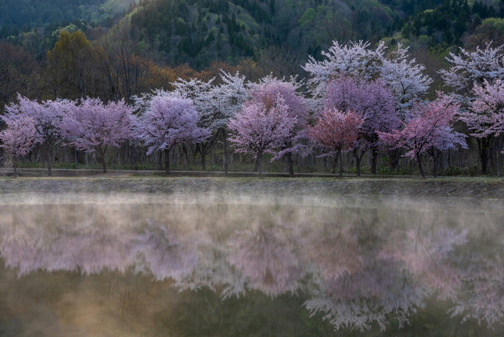 朝露