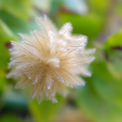 なんの花かわからん