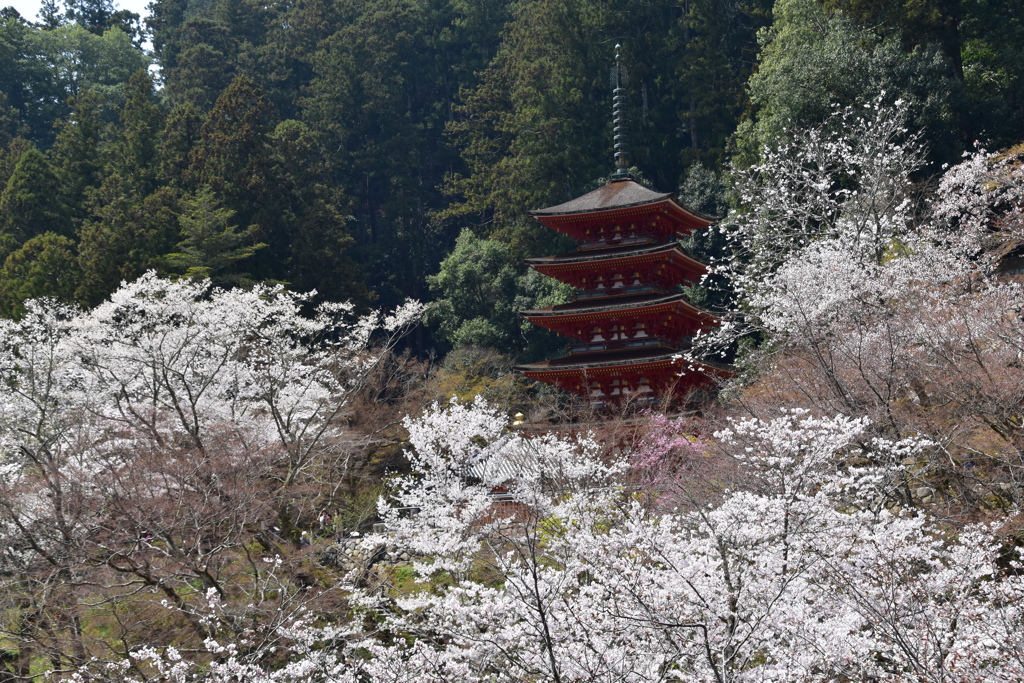 長谷寺