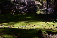 延命寺　遊歩道の苔
