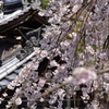 長谷寺の桜