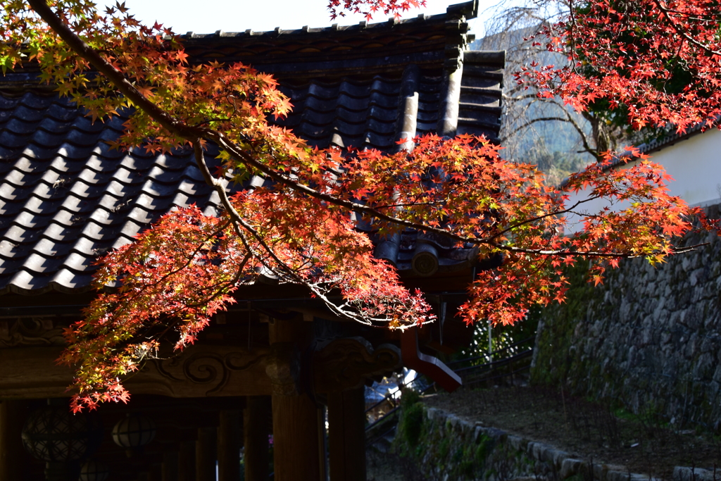 長谷寺　紅葉1