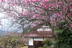 梅畑の家