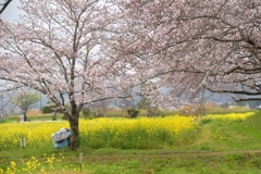 菜の花と桜