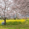 菜の花と桜