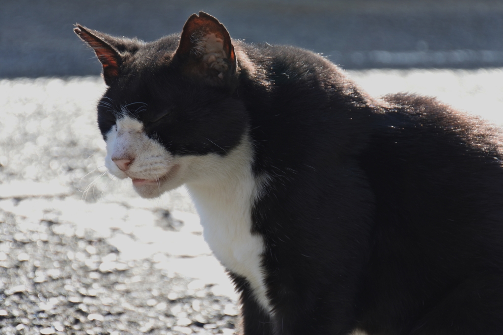 古旅館の猫