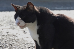 古旅館の猫