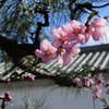 早咲き桜