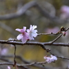 十月桜