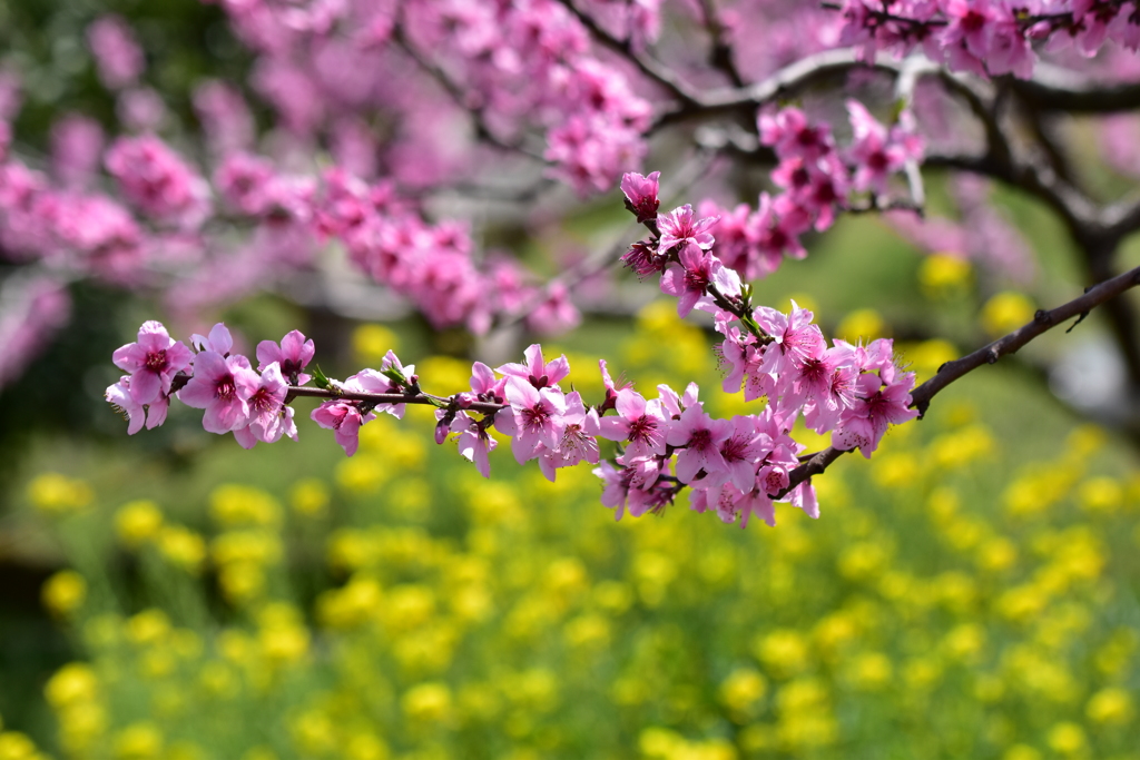 桃の花