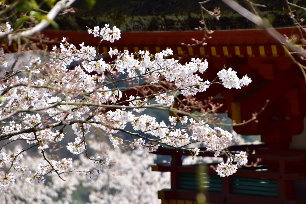 長谷寺