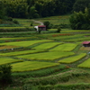 稲渕棚田