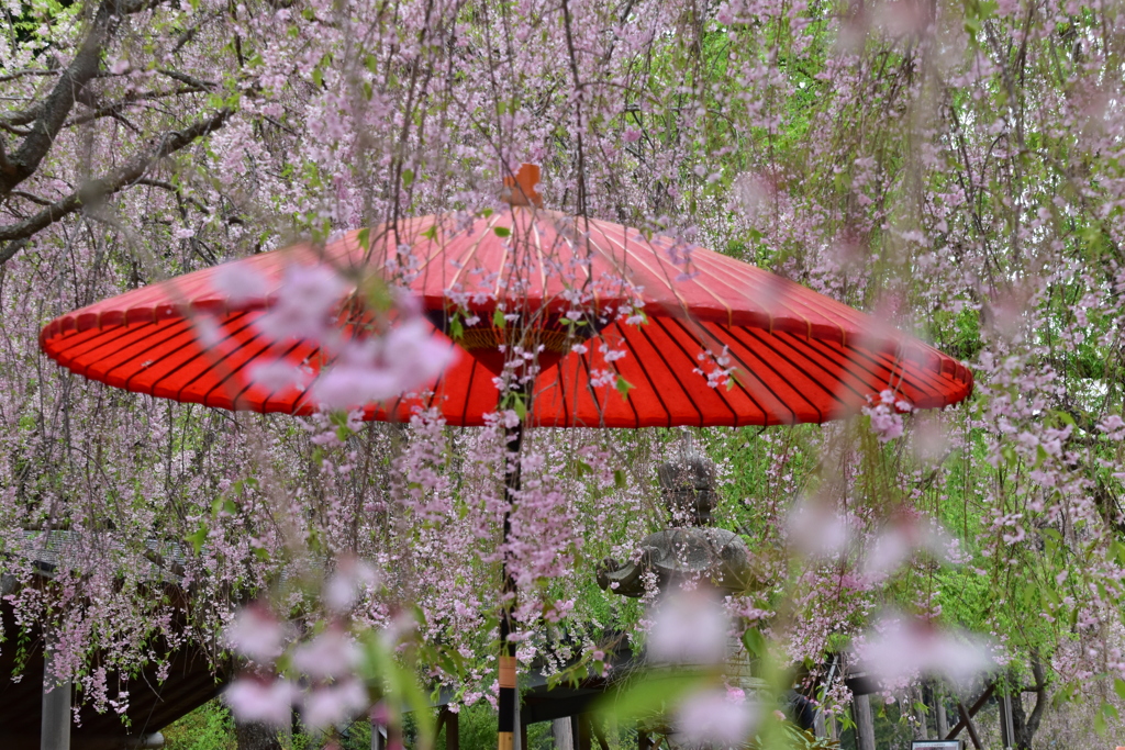 桜と傘