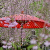 桜と傘