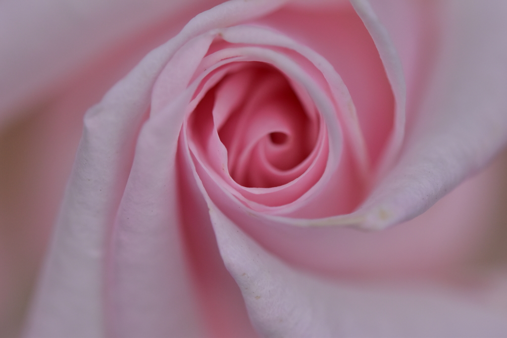 春薔薇