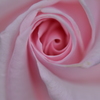 春薔薇
