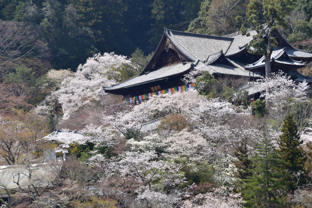 長谷寺