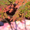 紅葉渓庭園3