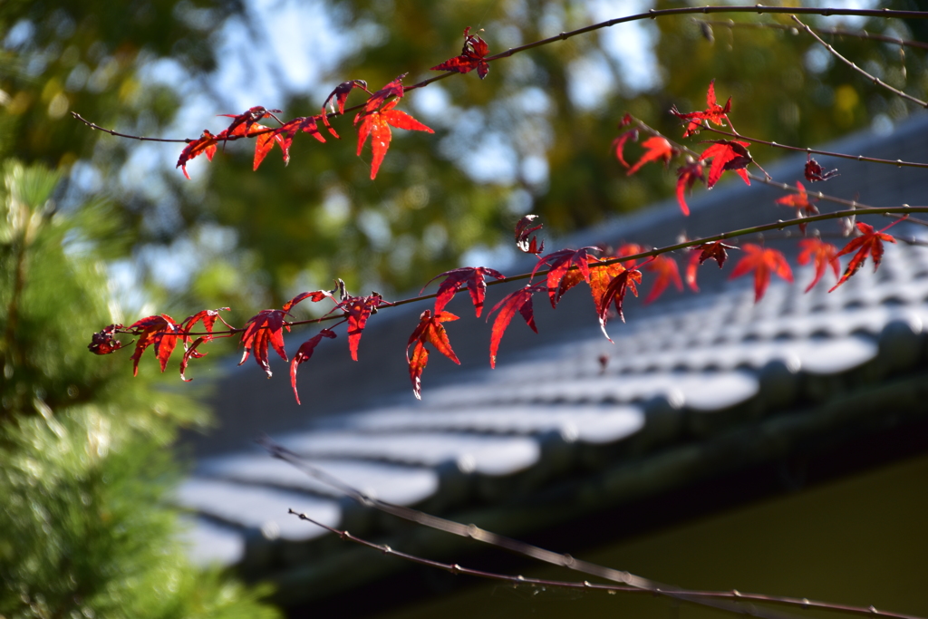 長岳寺　紅葉