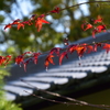 長岳寺　紅葉