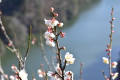名張川と梅の花