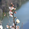 名張川と梅の花