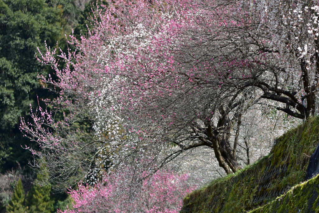 広橋梅林