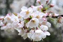 雨桜