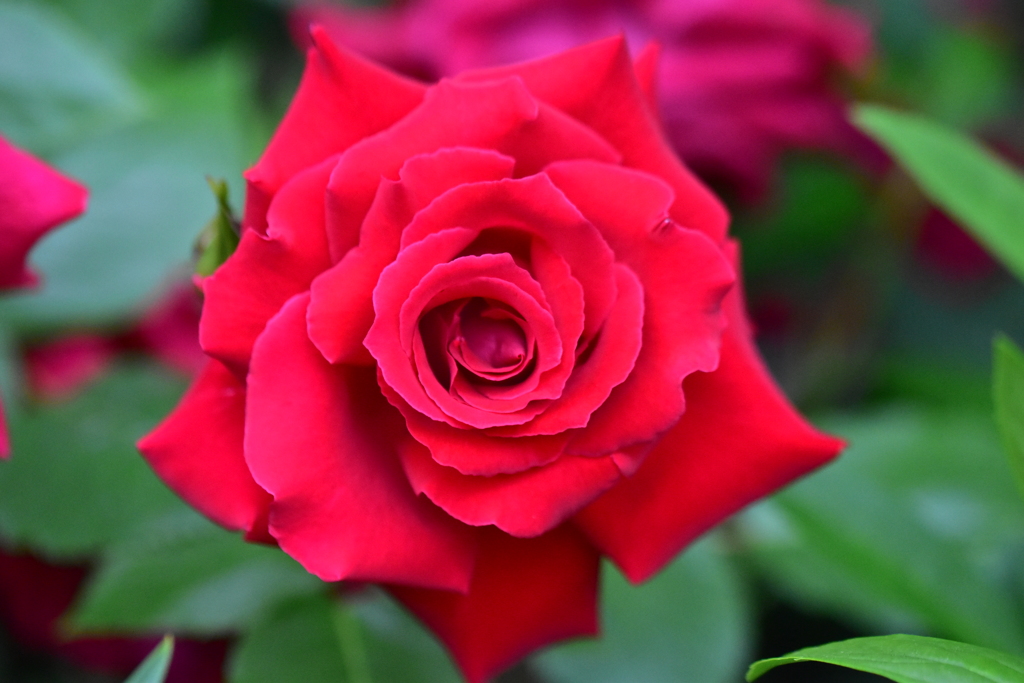 春薔薇
